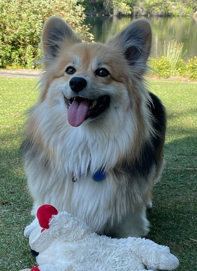 HappyCorgi.jpg